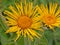 Inula Magnifica flowers