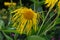 Inula Magnifica `Sonnenstrahl`, Hilliers Gardens, Romsey, Hampshire, England, UK