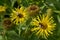 Inula royleana Elecampane with bees