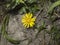 Inula salicina in bloom