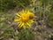 Inula salicina in bloom