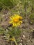 Inula salicina in bloom