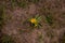 Inula salicina wild medicinal plant. a single irish fleabane yellow flower
