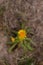 Inula salicina wild medicinal plant. a single irish fleabane yellow flower