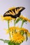 Inula, yellow flower with butterfly