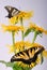 Inula, yellow flower with butterfly