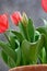 Inusual bunch red elegant tulips