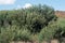 INVADER BLACK WATTLE TREE THICKET IN A SOUTH AFRICAN LANDSCAPE