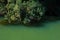 INVASIVE BLACK WATTLE TREES OVERHANGING A ROCK POOL IN A RIVER IN SOUTH AFICA