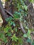 Invasive Chocolate vine climbs up a tree