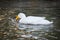 Invasive Domestic Mallard Mates With Black Duck