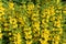 Invasive garden plant yellow loosestrife Lysimachia vulgaris