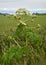 Invasive Giant Hogweed