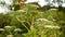 Invasive giant hogweed Heracleum mantegazzianum bloom flower blossom cartwheel-flower, western honey bee flying insects