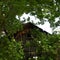 Invasive grapevine envelopes trees surrounding old vintage barn