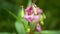 Invasive himalayan balsam Impatiens glandulifera bloom flower blossom detail, expansive species dangerous plants Asia