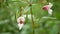 Invasive himalayan balsam Impatiens glandulifera bloom flower blossom detail, expansive species dangerous plants Asia