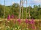 Invasive Loosestrife grows wild in NYS swamp