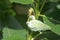 Invasive milkweed