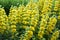 Invasive plant Garden yellow loosestrife Lysimachia vulgaris