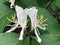 Invasive Plant Identification. fruit. Bush Honeysuckle.. Lonicera maackii