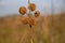 Invasive plant of pasture fields on blurred background