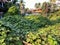 Invasive plants growing over a vacant plot