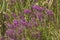 Invasive purple loosetrife flowers in wetlands of South Windsor, Connecticut.