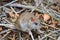 Invasive rat on Isla de la Plata, Ecuador