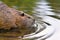 Invasive rodent called `Myocastor Coypus`, commonly known as `Nutria`, swimming in river