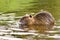 Invasive rodent called `Myocastor Coypus`, commonly known as `Nutria`, swimming in river