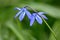 Invasive Siberian Squill Wildflowers In Backyard