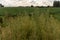 Invasive soybean plants in Brazil-2.NEF