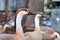 Invasive species Anser cygnoides Swan Goose head with long neck