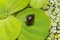 Invasive species Gastropods Physa acuta in a lake on a leaf of the invader Pistia