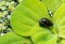 Invasive species Gastropods Physa acuta in a lake on a leaf of the invader Pistia