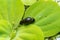 Invasive species Gastropods Physa acuta in a lake on a leaf of the invader Pistia