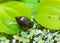 Invasive species Gastropods Physa acuta in a lake on a leaf of the invader Pistia