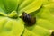 Invasive species Gastropods Physa acuta in a lake on a leaf of the invader Pistia