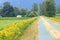 Invasive Weed Common Tansy Near Farm