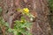 Invasive Weed Globe Chamomile and Tree