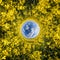 Inversion of Little planet transformation of spherical panorama 360 degrees. Spherical abstract aerial view in rapeseed field with