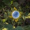 Inversion of little planet transformation of spherical panorama 360 degrees. Spherical abstract aerial view on sunflowers field