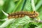 Invertebrate portrait drinker moth caterpillar