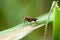 Invertebrate portrait fly on reed stem