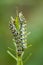Invertebrate portrait mullein moth caterpillars