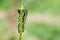 Invertebrate portrait mullein moth caterpillars