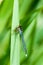 Invertebrate portrait red-eyed damselfy