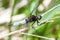 Invertebrate portrait scarce chaser