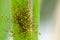 Invertebrate portrait spiderlings